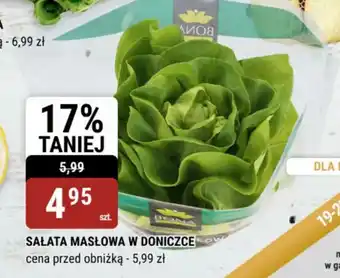 bi1 Sałata masłowa w doniczce oferta