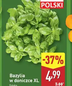 ALDI Bazylia w doniczce XL oferta