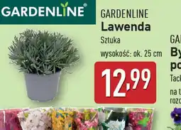 ALDI Gardenline Lawenda oferta