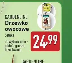 ALDI Drzewko owocowe Gardenline oferta
