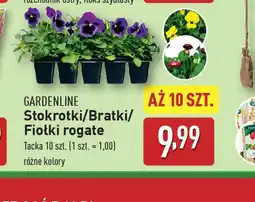 Stokrotki/Bratki/Fiołki rogate