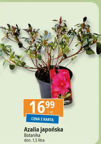 E.Leclerc Azalia japońska w donicy 1.5 l Botanika oferta