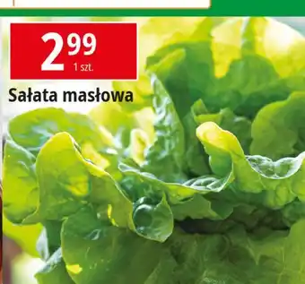 E.Leclerc Sałata masłowa oferta