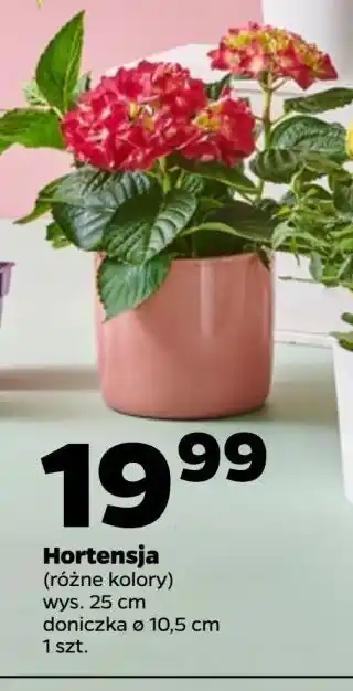 Netto Hortensja don. 10.5 cm oferta