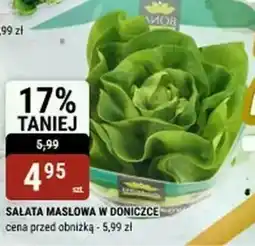 bi1 Sałata w doniczce oferta