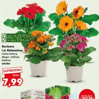 Kaufland Kalanchoe oferta