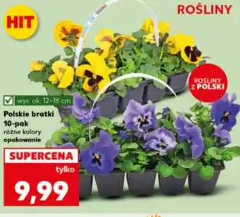 Kaufland Bratki oferta