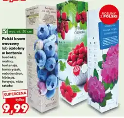 Kaufland Róża Gartenland oferta