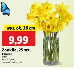 Lidl Żonkile oferta