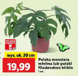Lidl Polska monstera minima lub polski filodendron birkin oferta