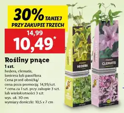 Lidl Rośliny pnące oferta