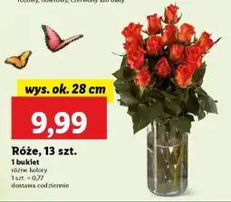 Lidl Róże oferta