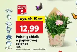 Lidl Goździk w osłonce oferta