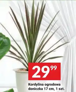 Twój Market Kordylina ogrodowa doniczka 17 cm oferta