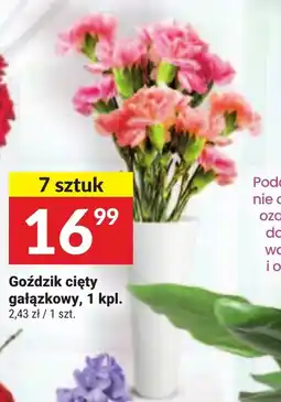 Twój Market Goździk cięty gałązkowy oferta