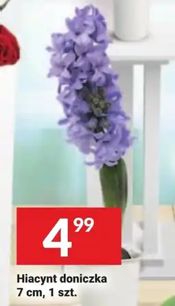 Twój Market Hiacynt doniczka 7 cm oferta