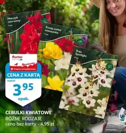 Auchan Cebulki kwiatowe oferta