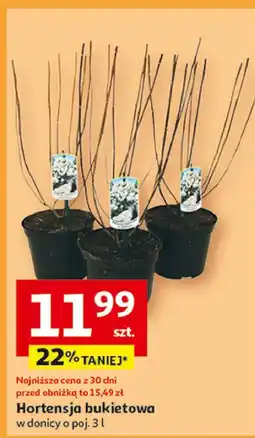 Auchan Hortensja bukietowa oferta