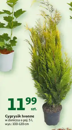 Auchan Cyprysik ivonne wys. 100-120 cm w don. 5 l oferta