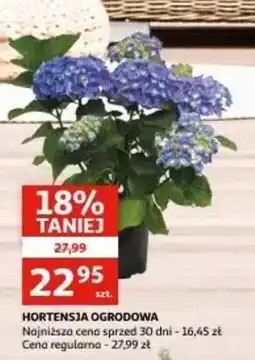 Auchan Hortensja ogrodowa oferta