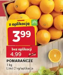 Stokrotka Pomarańcze oferta