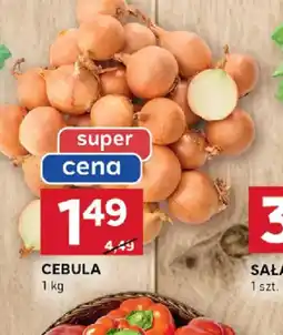 Stokrotka Cebula oferta