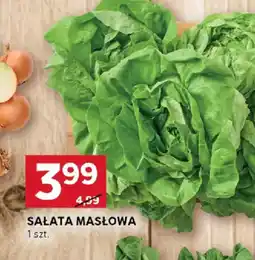 Stokrotka Sałata masłowa oferta