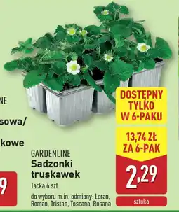 ALDI Gardenline sadzonki truskawek oferta