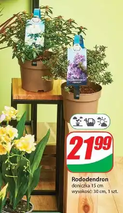 Rododendron