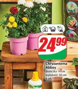 Dino Chryzantema abbey oferta