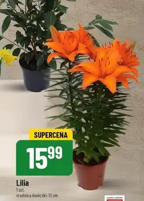 Polomarket Lilia oferta