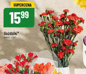 Polomarket Goździki oferta