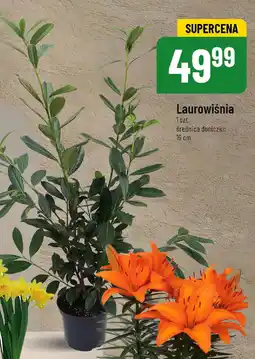 Laurowiśnia