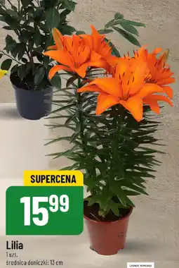 Polomarket Lilia oferta