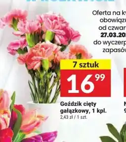 Twój Market Goździk cięty gałązkowy oferta