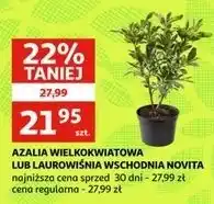 Auchan Laurowiśnia oferta