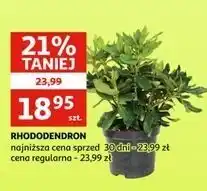 Auchan Rododendron oferta