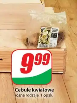 Dino Cebule kwiatowe oferta