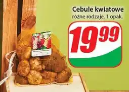 Dino Cebule kwiatowe oferta