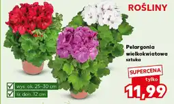 Kaufland Pelargonia wielkokwiatowa oferta
