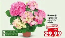 Kaufland Hortensja ogrodowa oferta