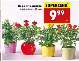 Biedronka Róża w doniczce oferta