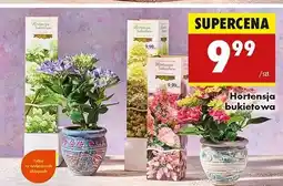 Biedronka Hortensja bukietowa oferta