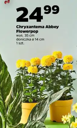 Netto Chryzantema Abbey Flowerpop oferta