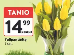 Tulipany żółte