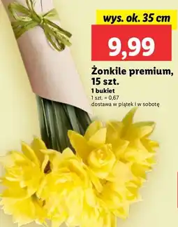 Lidl Żonkile oferta