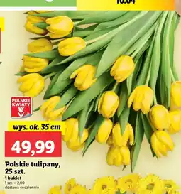 Lidl Tulipany oferta