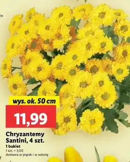 Lidl Chryzantema santini 50 cm oferta