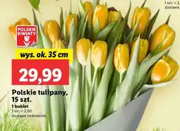Lidl Tulipany polskie 35 cm oferta