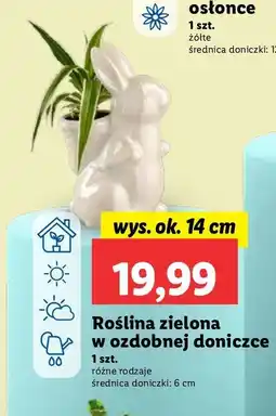 Lidl Roślina zielona 14 cm oferta